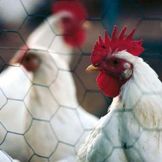 Žogs Hexanet 13/0.7/50x25